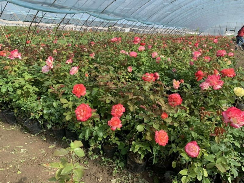 河南供应精品20～80高公分大花月季
