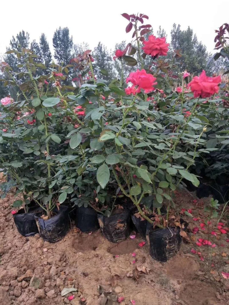 河南供应精品20～80高公分大花月季