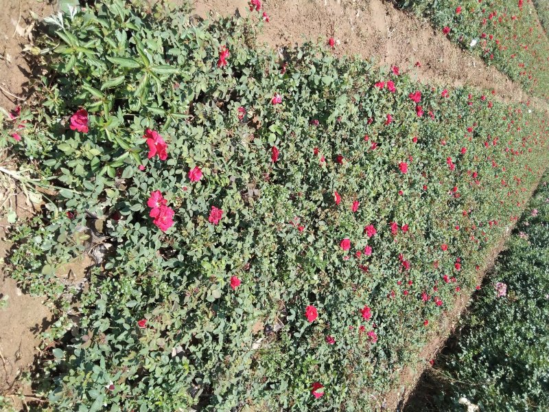 河南供应精品20～80高公分大花月季