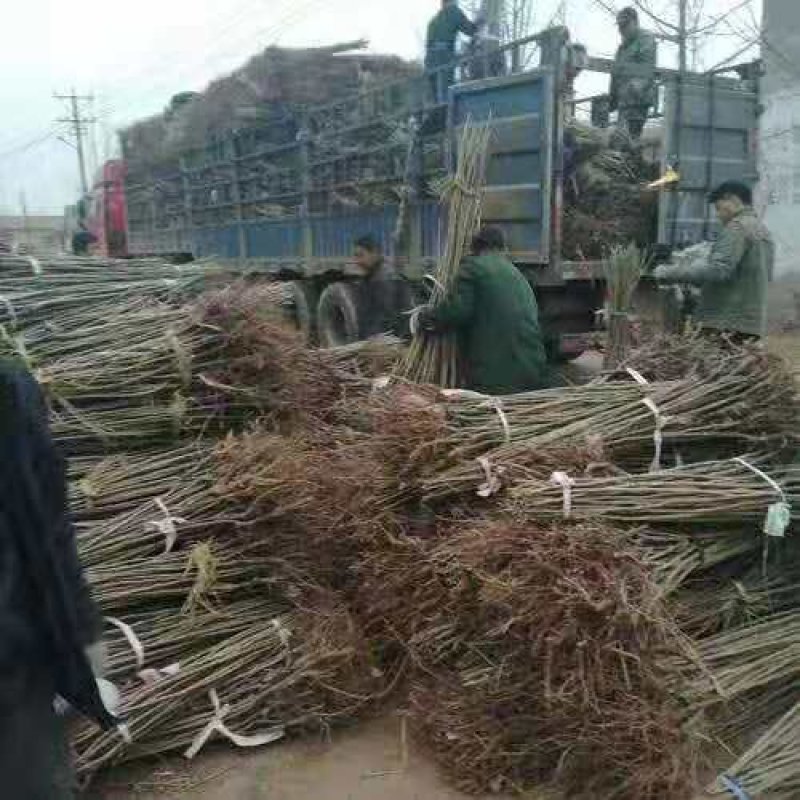 板栗苗大红袍板栗嫁接苗青毛软刺沂蒙短枝油栗包纯度