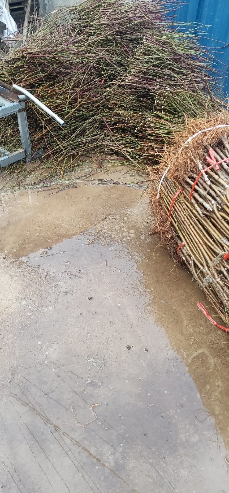 奶油蟠桃苗包品种量大优惠现挖现卖质量好