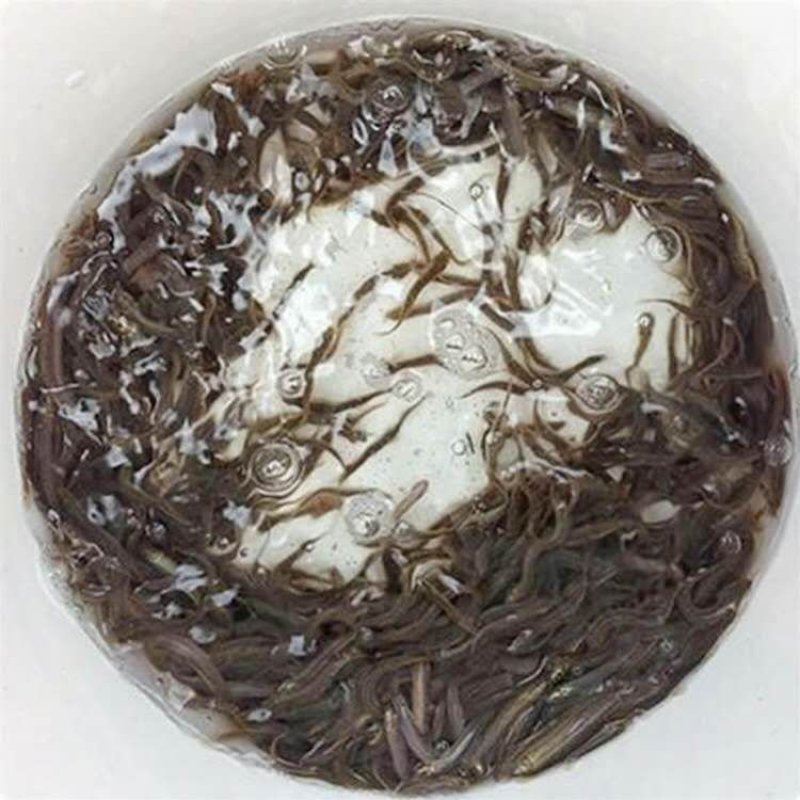 刺鳅鱼苗免费提供技术全国接单发货