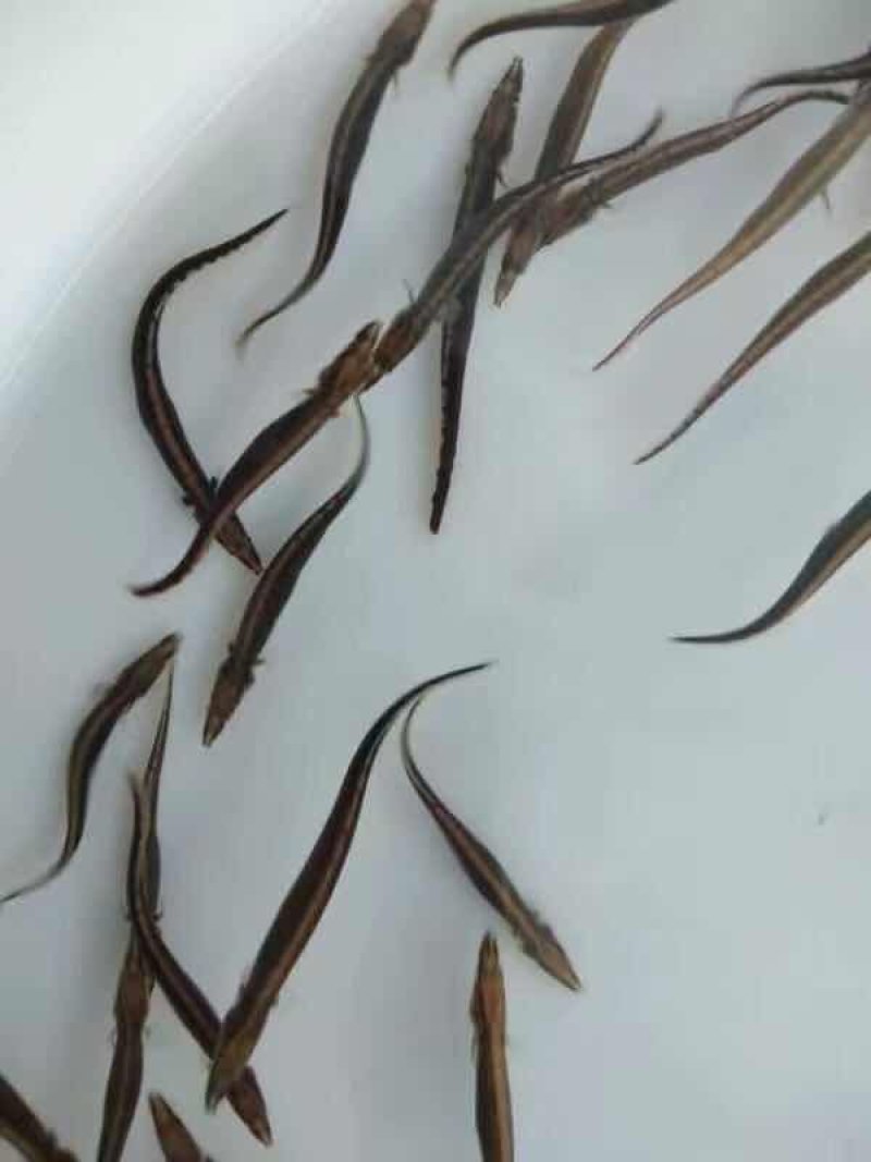 刺鳅鱼苗免费提供技术全国接单发货