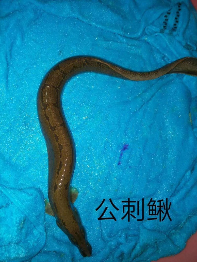 刺鳅鱼苗免费提供技术全国接单发货