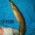 刺鳅鱼苗免费提供技术全国接单发货