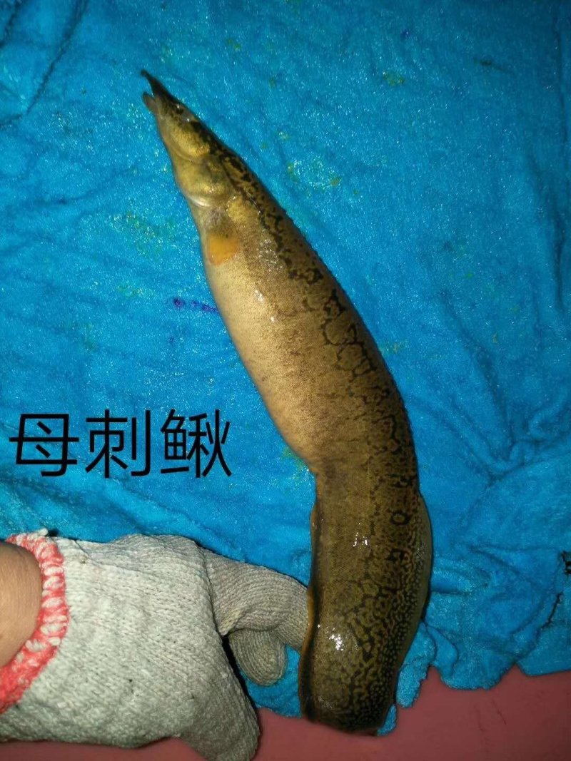 刺鳅鱼苗免费提供技术全国接单发货