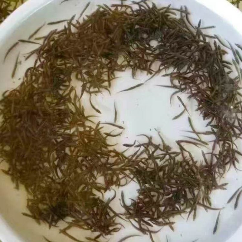 刺鳅鱼苗免费提供技术全国接单发货