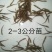 刺鳅鱼苗免费提供技术全国接单发货