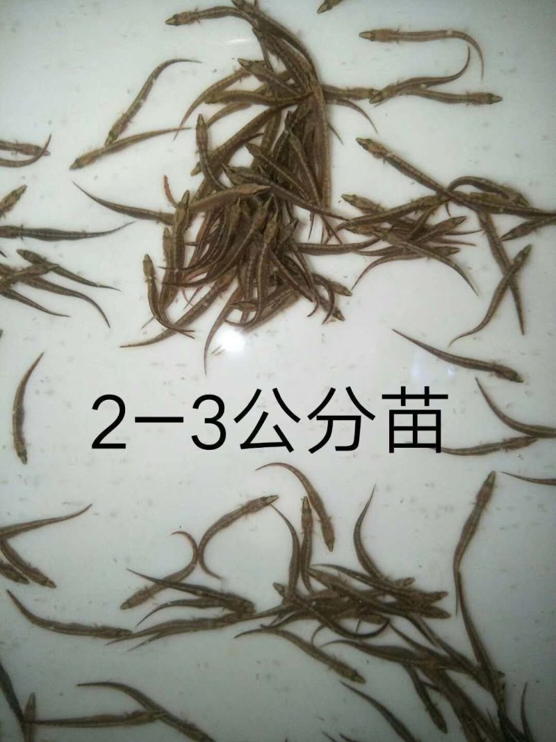 刺鳅鱼苗免费提供技术全国接单发货