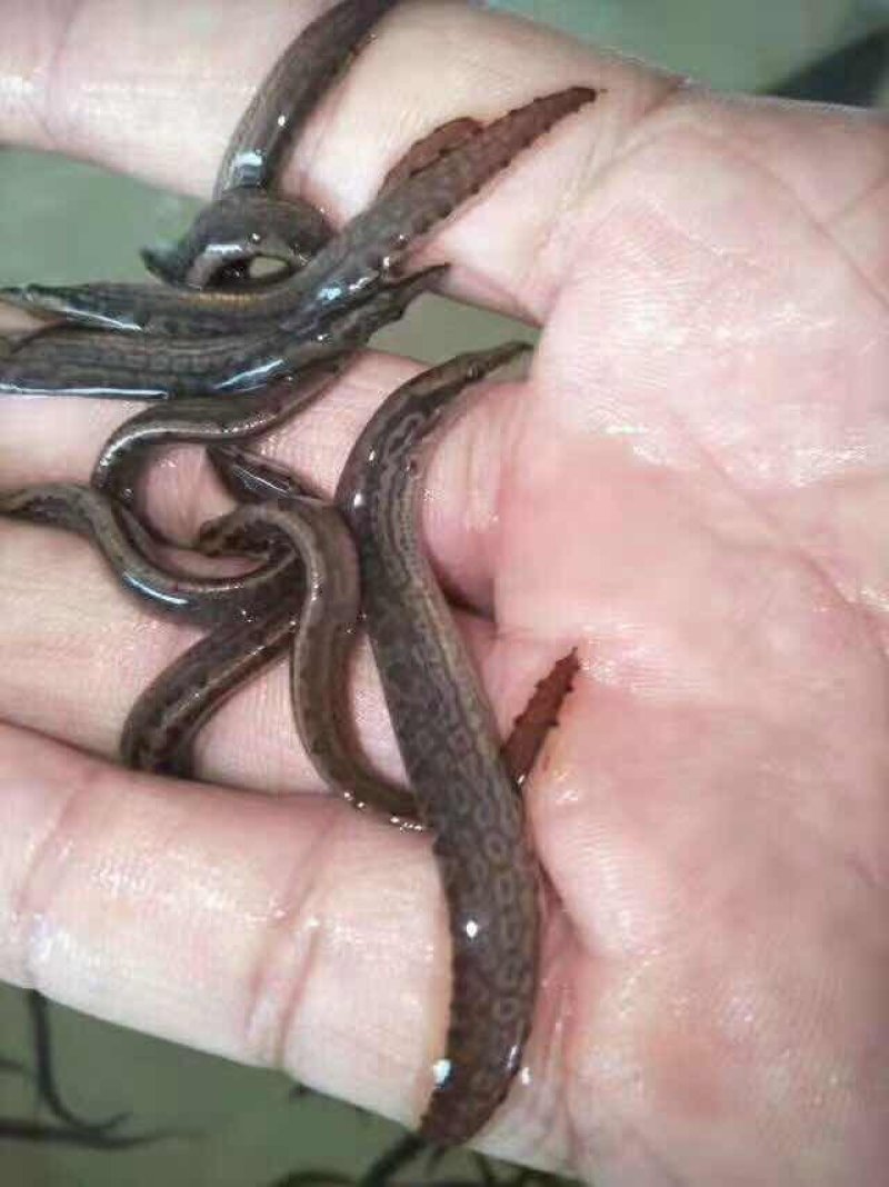 刺鳅鱼苗免费提供技术全国接单发货