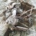 臭梧桐叶，沂蒙山特产，产量含量干度非常好