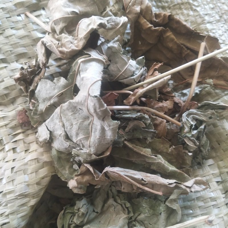臭梧桐叶，沂蒙山特产，产量含量干度非常好