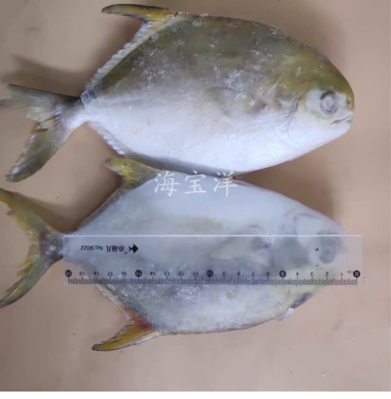 新鲜冷冻特大金鲳鱼平头鲳大金鲳毛重20斤/件带冰衣