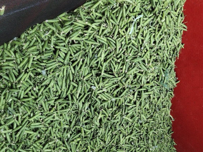 长寿仁豌豆云南大理。好货，中货。剥米豆。……………