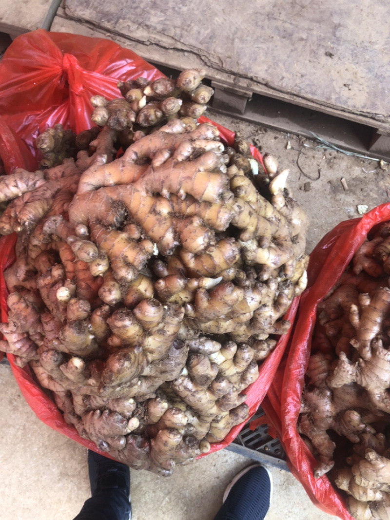 小黄姜精品好货量大从优
