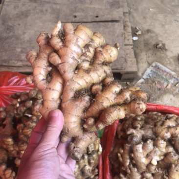 小黄姜精品好货量大从优