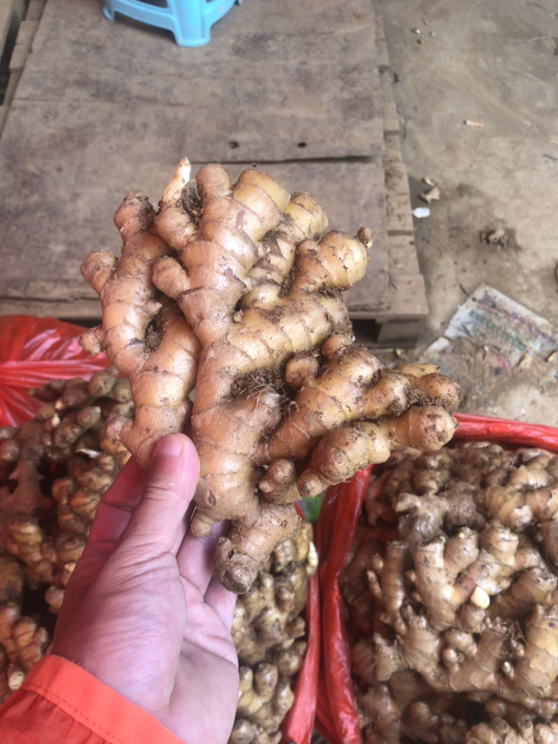 小黄姜精品好货量大从优