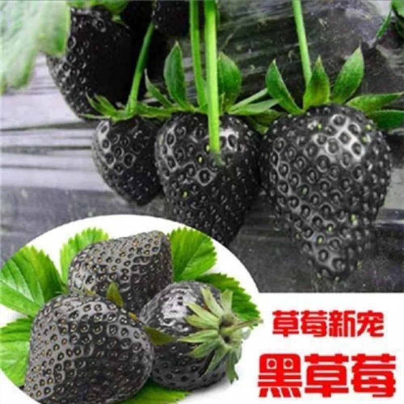 草莓新宠全明星黑草莓蓝草莓德国攀援草莓新品试种