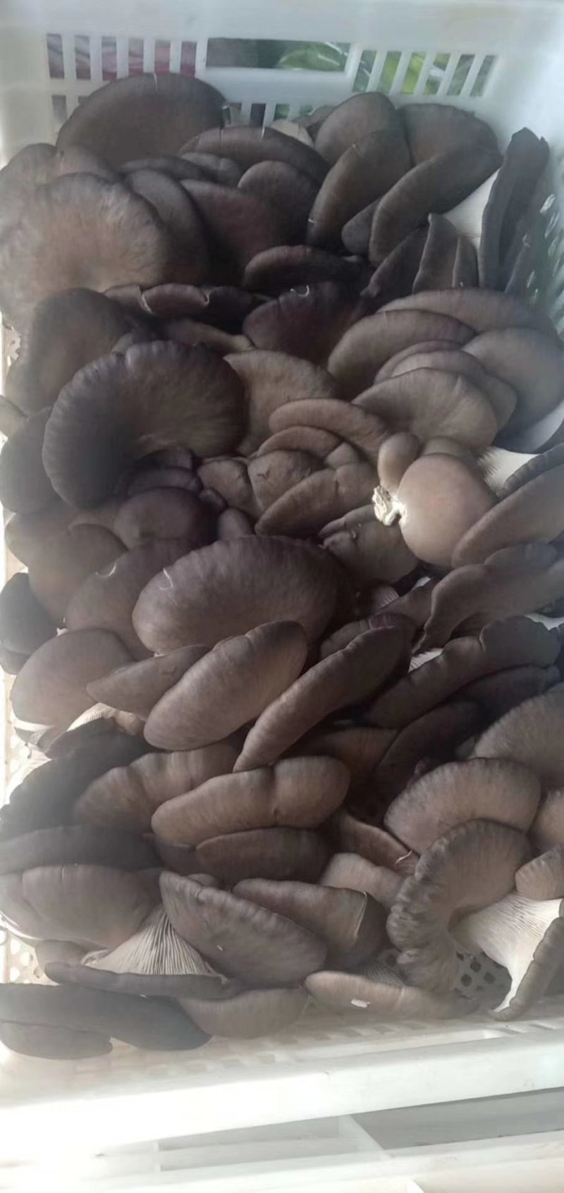 平菇熟料菌棒产量高量大从优物美价廉