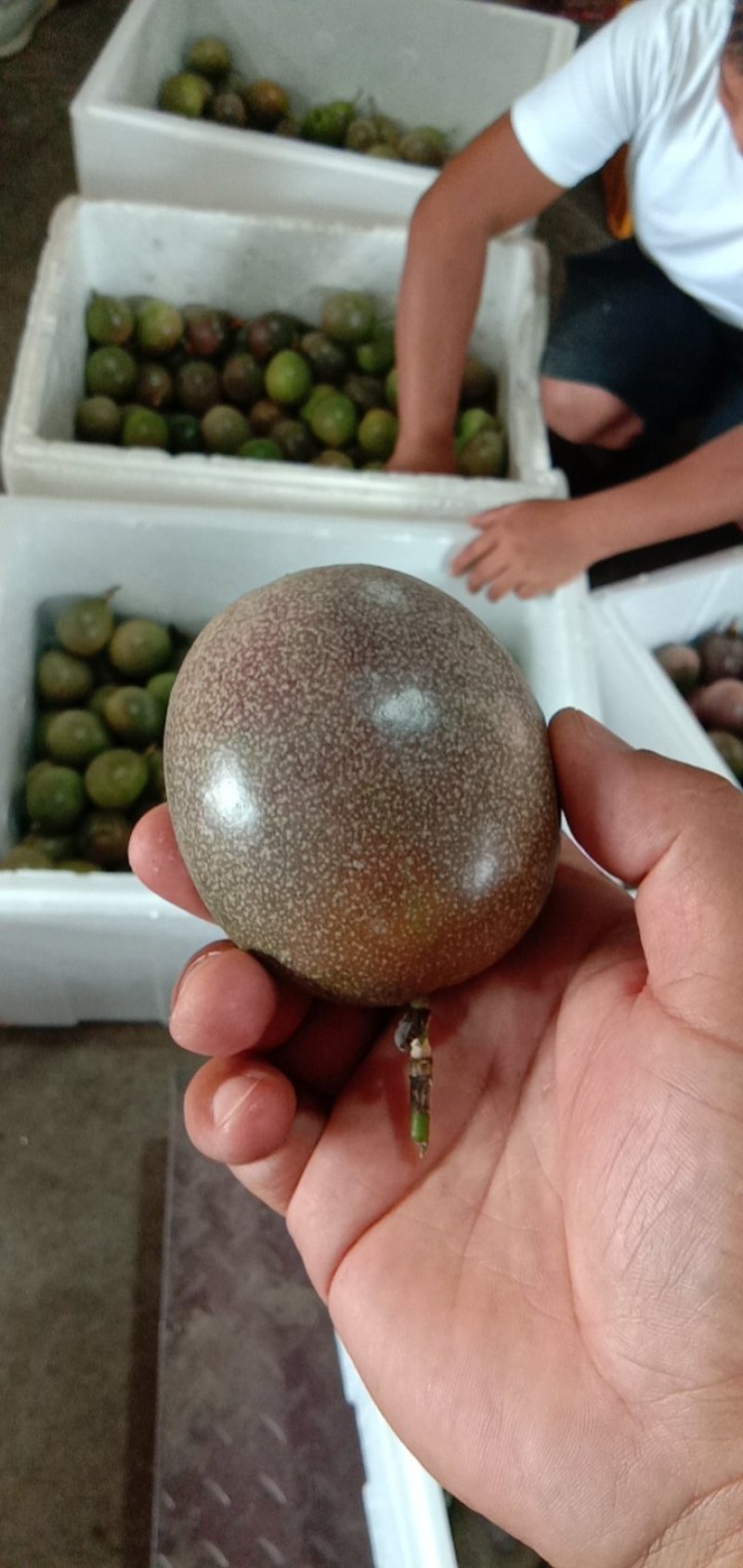 百香果西番莲台农大量上市