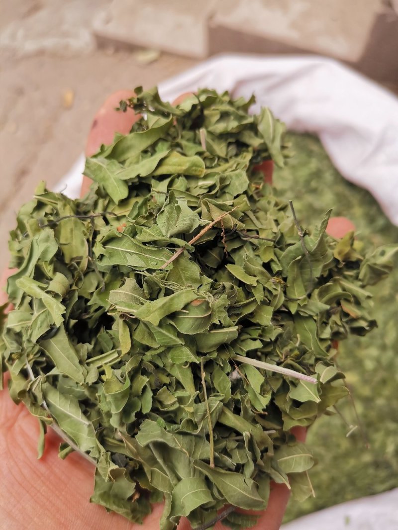 罗布麻叶河北药用泡水干净无杂一公斤起