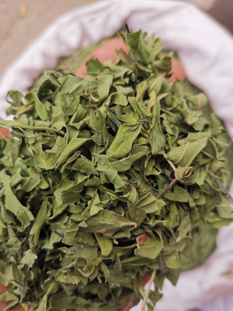 罗布麻叶河北药用泡水干净无杂一公斤起