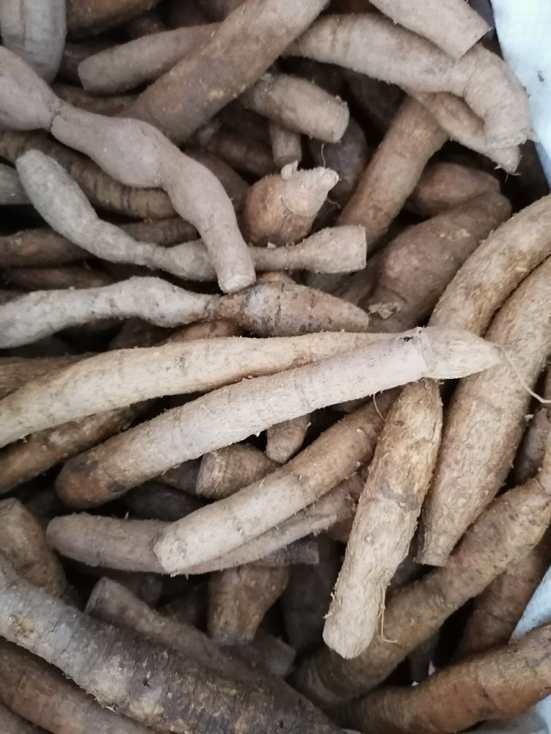 牛大力鲜货，新鲜干净，产地直销