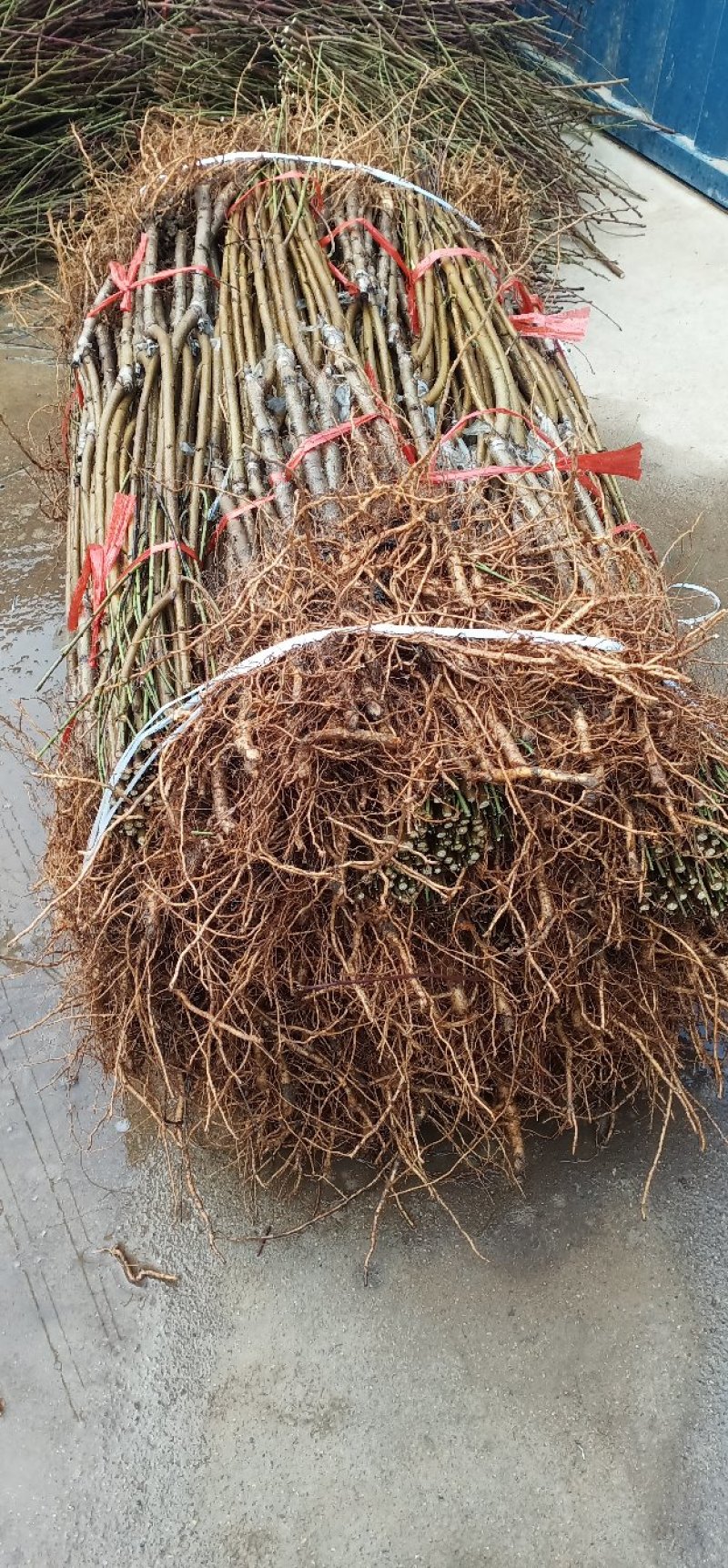 黄金冠桃树苗锦绣黄桃黄金蜜秋彤冬桃免费技术指导包邮