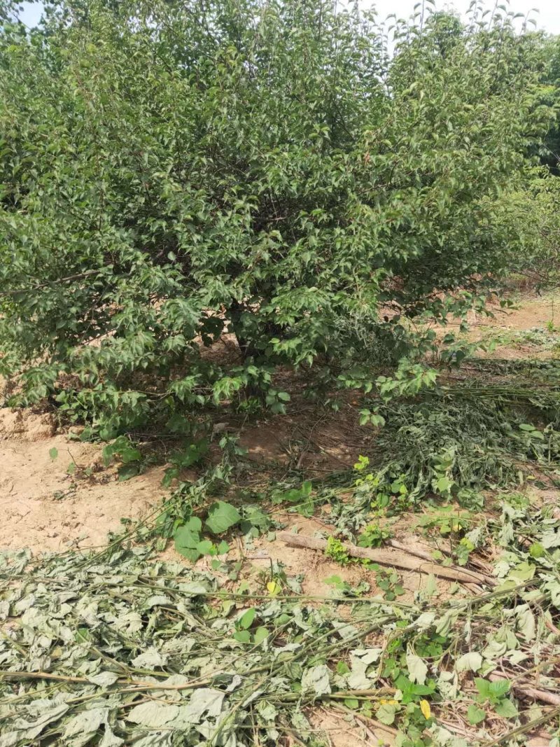 红梅，红叶桃