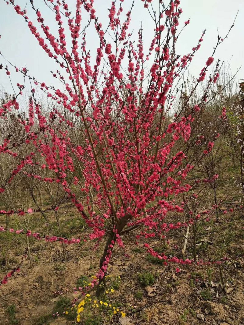 红梅，红叶桃