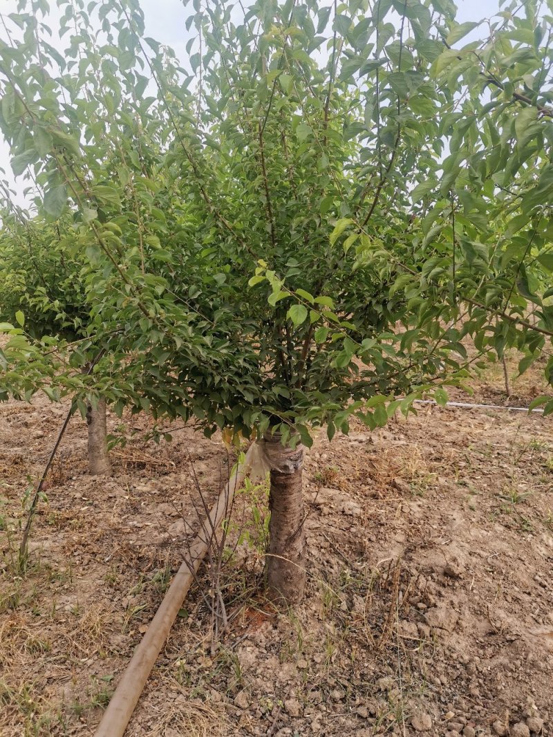 红梅，红叶桃