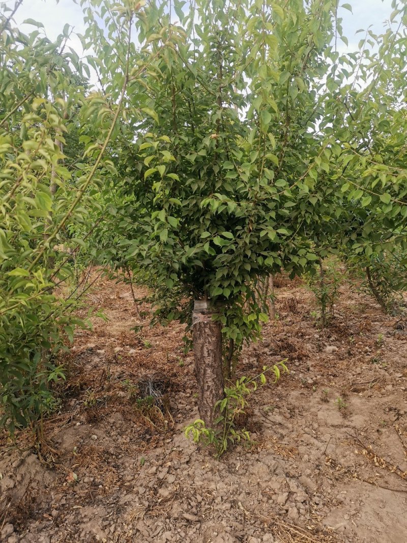 红梅，红叶桃