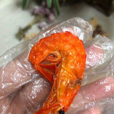 斑节红软虾！市面上难找的货🎉🎉🎉