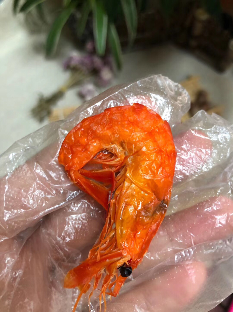 斑节红软虾！市面上难找的货🎉🎉🎉