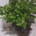 精品三年老桩茉莉花