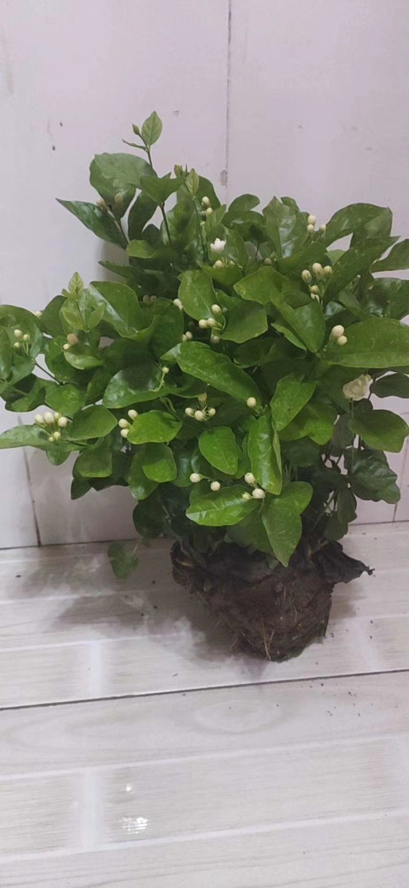 精品三年老桩茉莉花