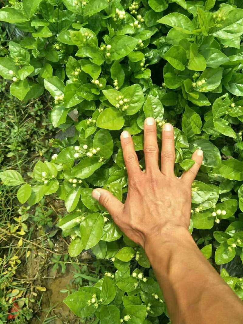 精品三年老桩茉莉花