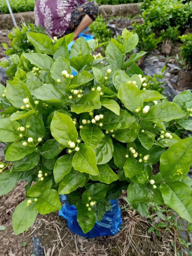 精品三年老桩茉莉花