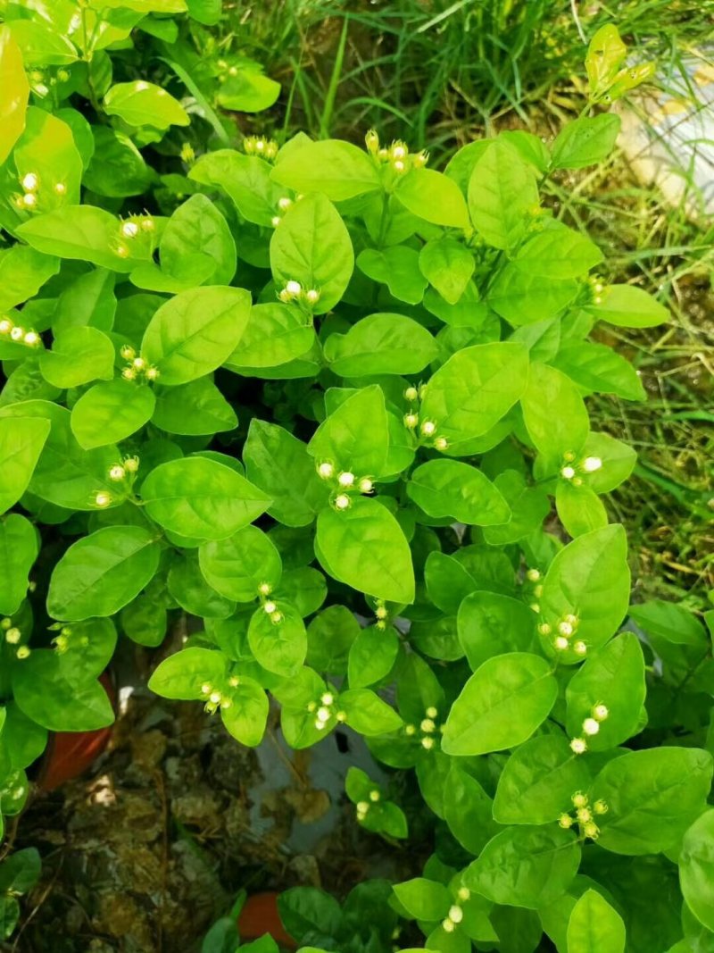 精品三年老桩茉莉花