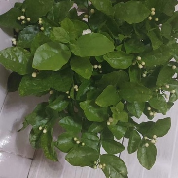 精品三年老桩茉莉花
