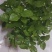 精品三年老桩茉莉花