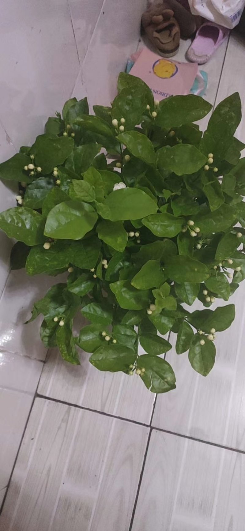 精品三年老桩茉莉花