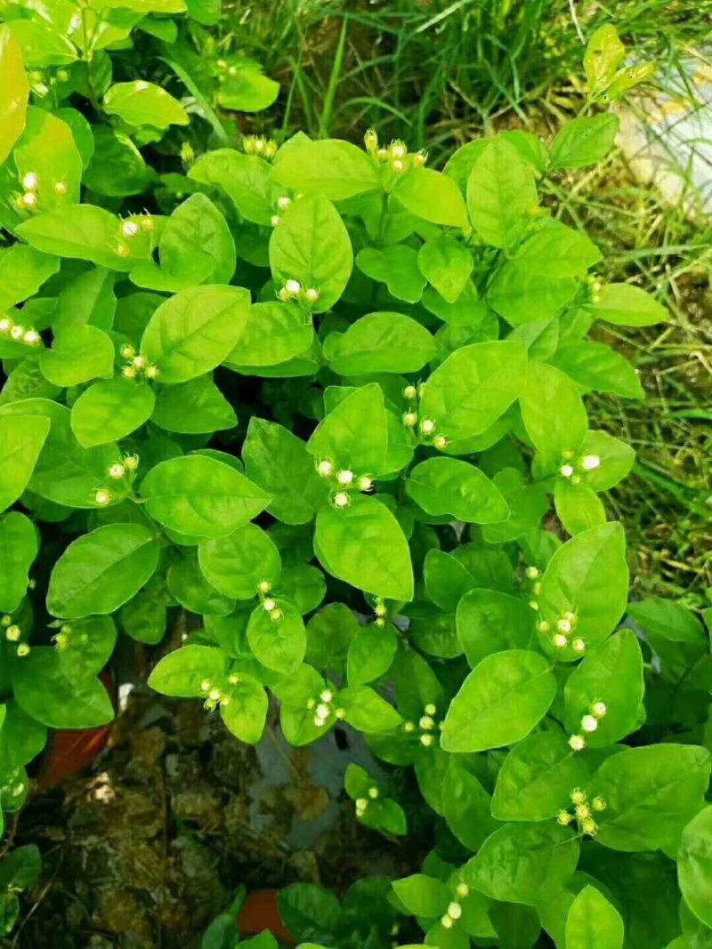 精品三年老桩茉莉花