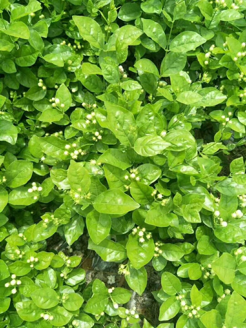 精品三年老桩茉莉花