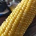 精品玉米通物玉米现摘现发，口感新鲜软糯香甜佳品