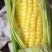 精品玉米通物玉米现摘现发，口感新鲜软糯香甜佳品