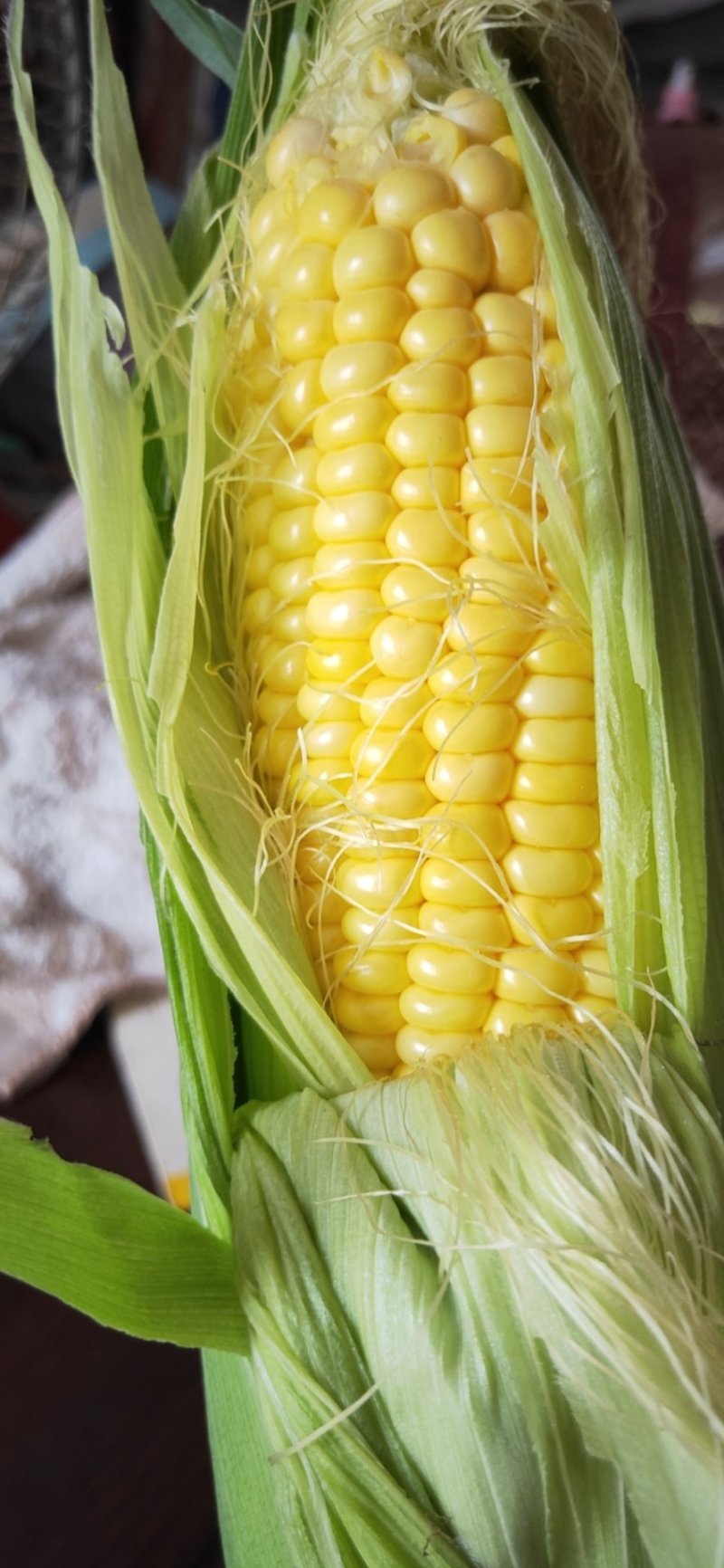 精品玉米通物玉米现摘现发，口感新鲜软糯香甜佳品
