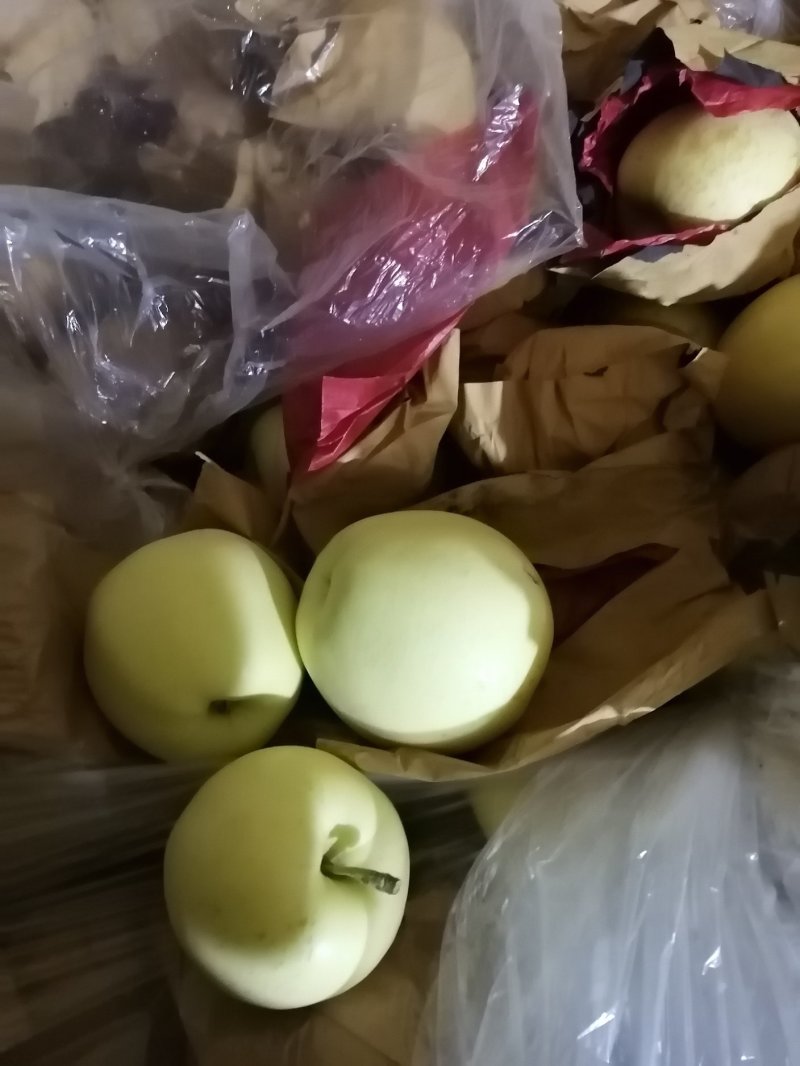 辽宁黄元帅苹果大量开始成熟上市