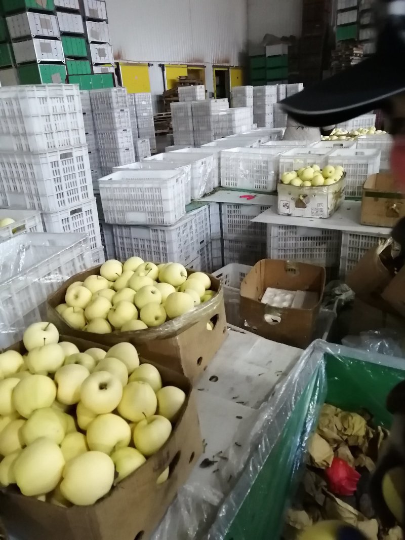 辽宁黄元帅苹果大量开始成熟上市