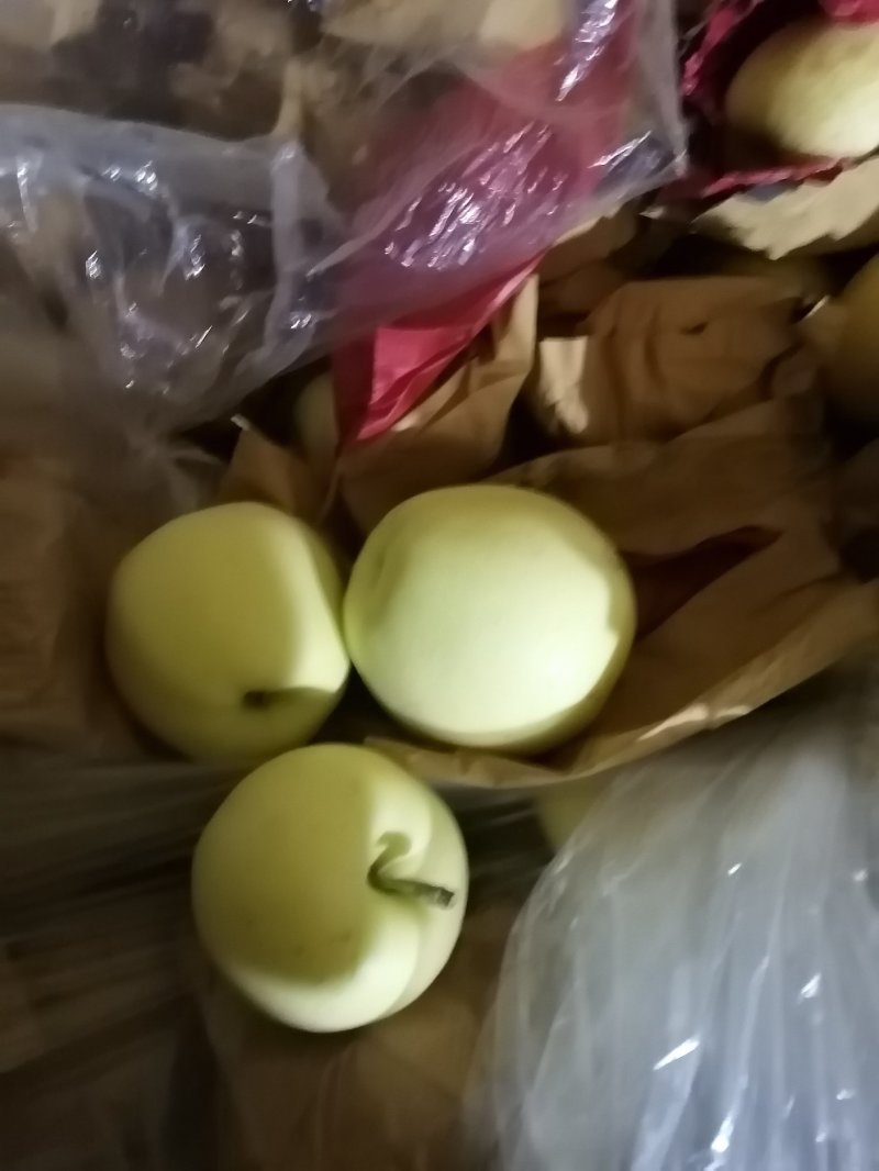 辽宁黄元帅苹果大量开始成熟上市
